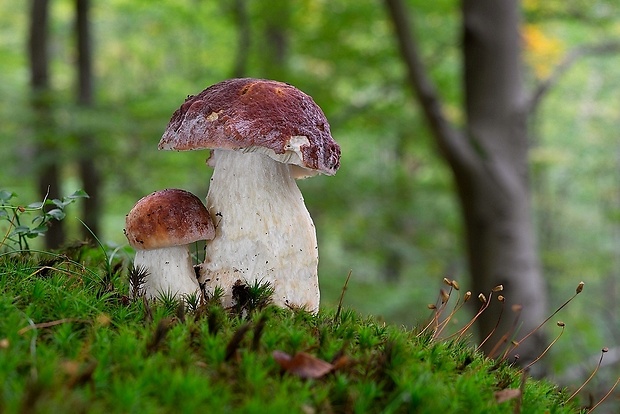 hríb sosnový Boletus pinophilus Pil. et Dermek in Pil.