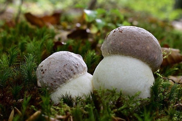 hríb sosnový Boletus pinophilus Pil. et Dermek in Pil.