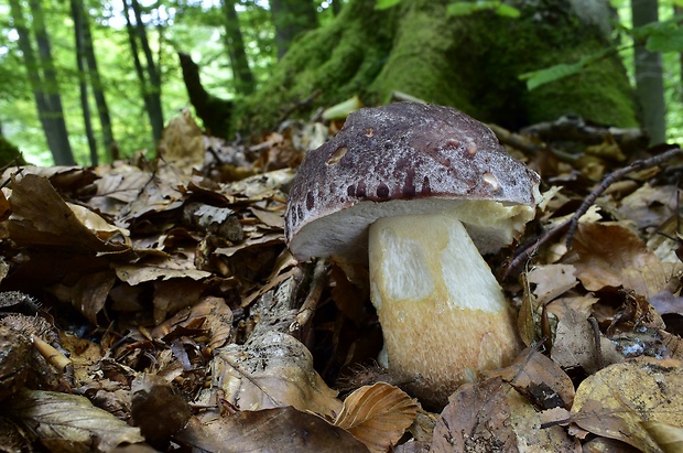 hríb sosnový Boletus pinophilus Pil. et Dermek in Pil.