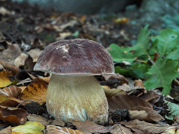 hríb sosnový Boletus pinophilus Pil. et Dermek in Pil.