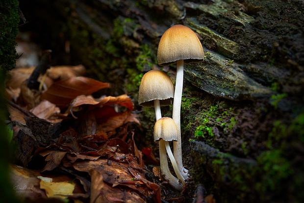 hnojník ligotavý Coprinellus micaceus (Bull.) Vilgalys, Hopple & Jacq. Johnson