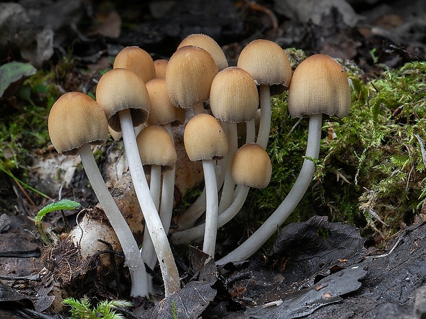 hnojník ligotavý Coprinellus micaceus (Bull.) Vilgalys, Hopple & Jacq. Johnson