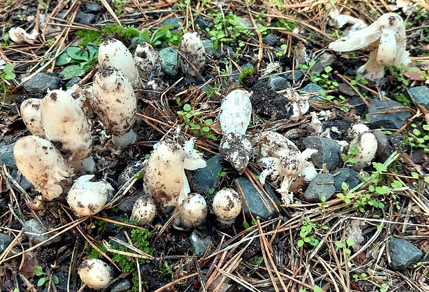 hnojník Coprinus levisticolens?