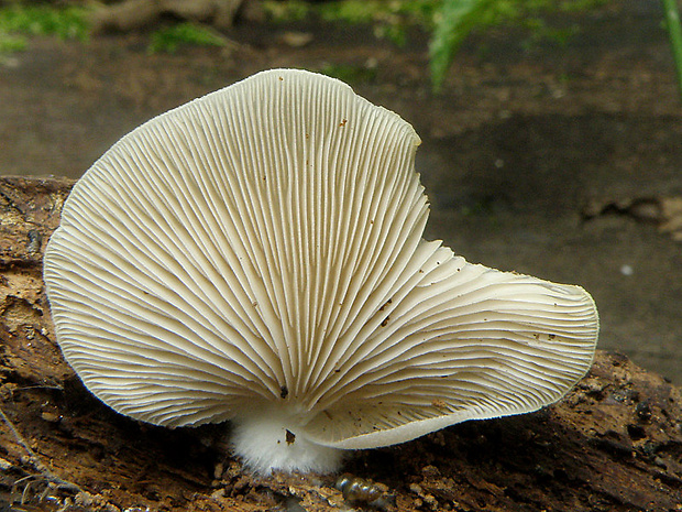 pahliva plochá Crepidotus applanatus (Pers.) P. Kumm.