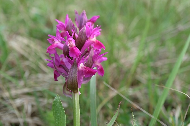 vstavačovec bazový Dactylorhiza sambucina (L.) Soó