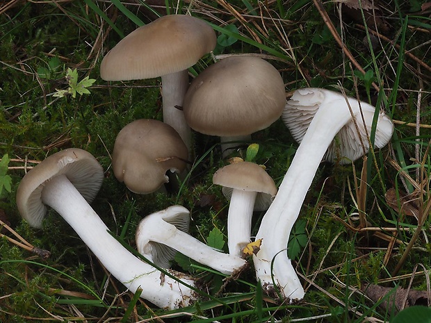 hodvábnica stenčená Entoloma griseoluridum (Kühner) M.M. Moser