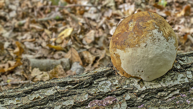 práchnovec kopytovitý Fomes fomentarius (L.) J.J. Kickx