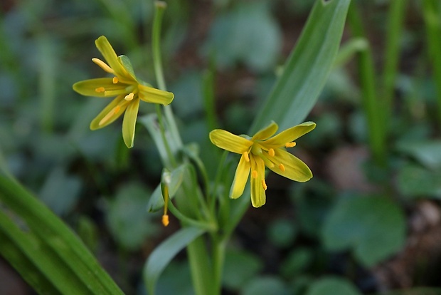 krivec Gagea sp.