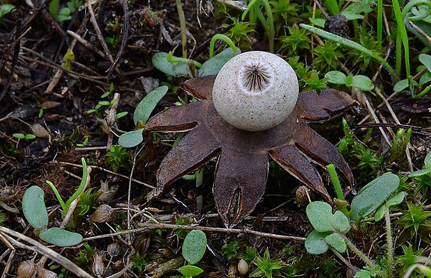 hviezdovka drsná Geastrum campestre Morgan