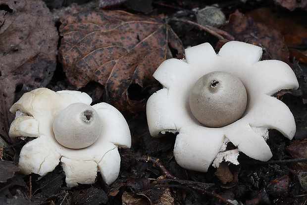 hviezdovka strapkatá Geastrum fimbriatum Fr.