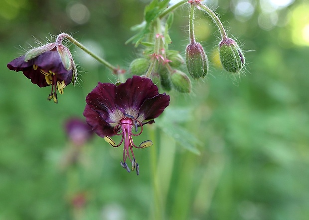 pakost hnedočervený Geranium phaeum L.