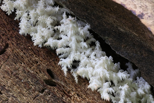 koralovec bukový Hericium coralloides (Scop.) Pers.