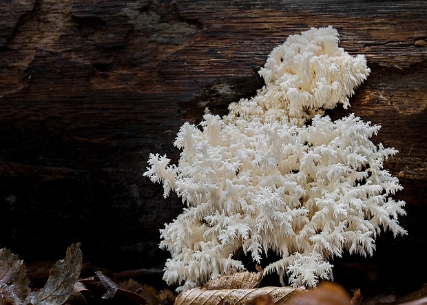 koralovec bukový Hericium coralloides (Scop.) Pers.