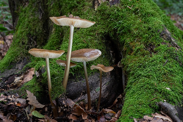 sliznačka koreňujúca Hymenopellis radicata (Relhan) R.H. Petersen