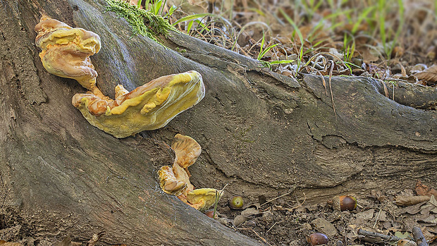 sírovec obyčajný Laetiporus sulphureus (Bull.) Murrill