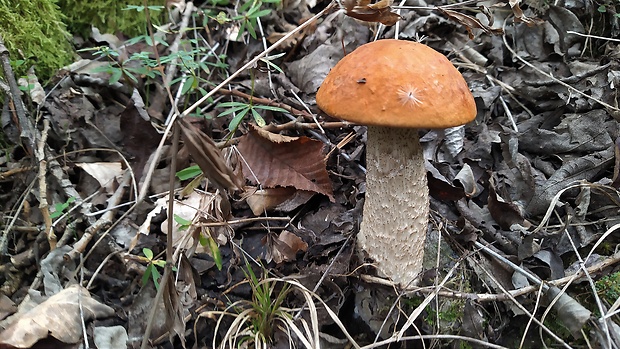 kozák osikový Leccinum albostipitatum den Bakker & Noordel.