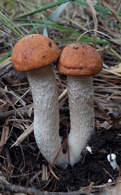 kozák osikový Leccinum albostipitatum den Bakker & Noordel.