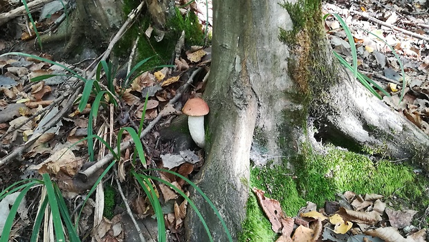 kozák osikový Leccinum albostipitatum den Bakker & Noordel.