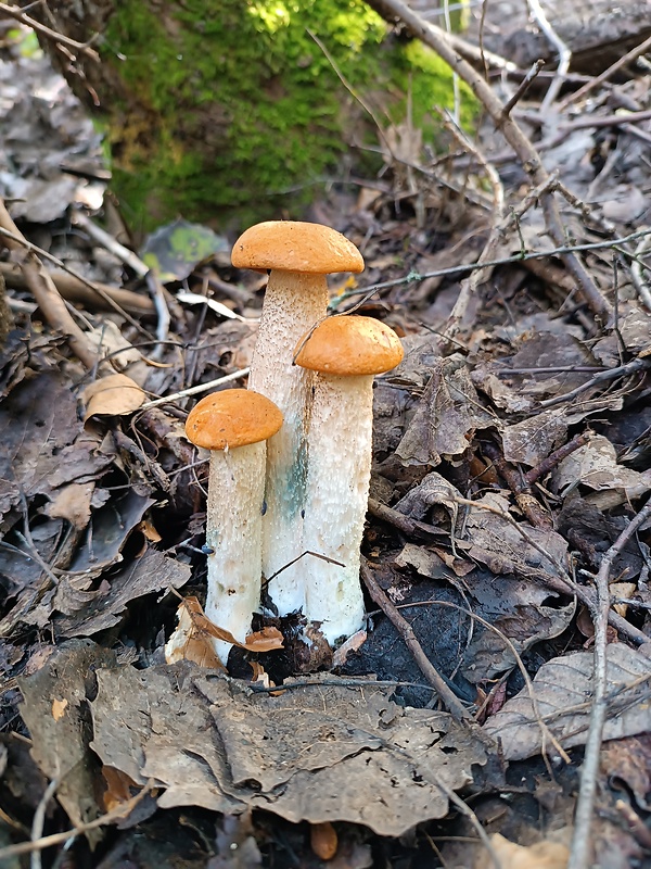 kozák osikový Leccinum albostipitatum den Bakker & Noordel.