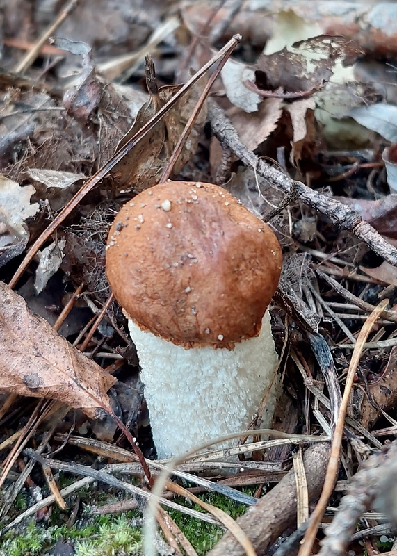 kozák osikový hnedý Leccinum rufum var. decipiens (Singer) Klofac