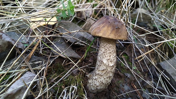 kozák brezový Leccinum scabrum (Bull.) Gray