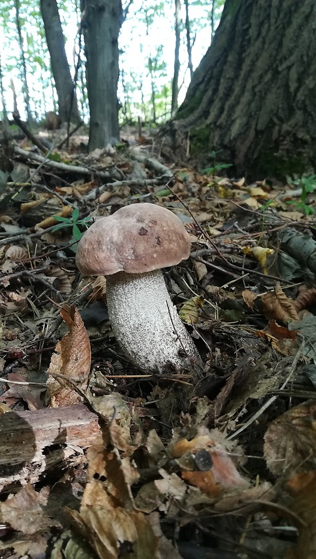 kozák sosnový Leccinum vulpinum Watling