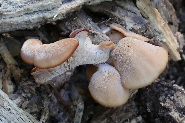 húževnatček medvedí Lentinellus ursinus (Fr.) Kühner