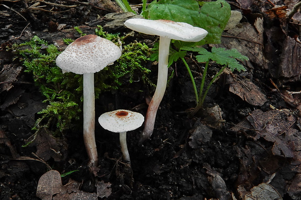 bedlička páchnúca Lepiota cristata Barla