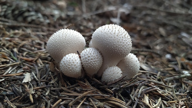 prášnica bradavičnatá Lycoperdon perlatum Pers.