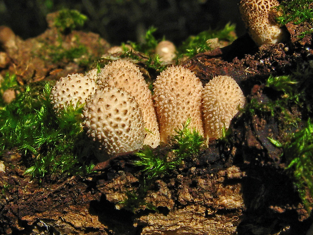 prášnica hruškovitá Lycoperdon pyriforme Schaeff.