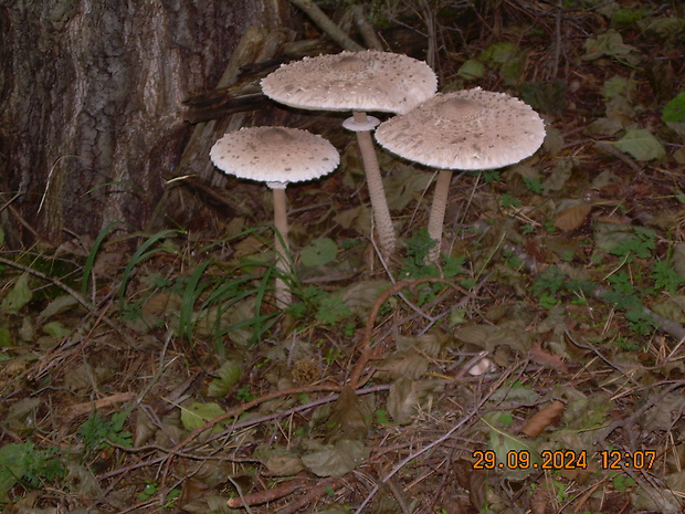 bedľa vysoká Macrolepiota procera (Scop.) Singer