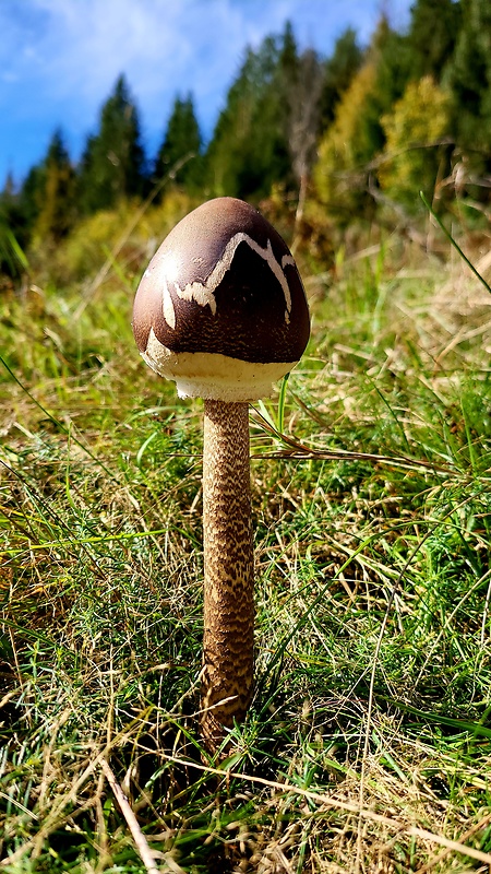 bedľa vysoká Macrolepiota procera (Scop.) Singer