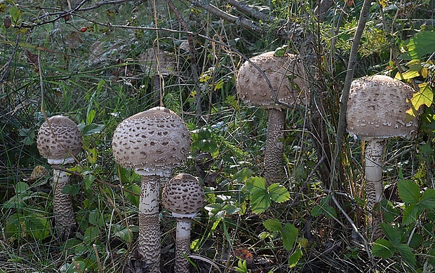 bedľa vysoká Macrolepiota procera (Scop.) Singer