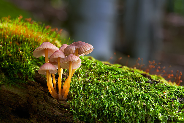 prilbička žltohlúbiková Mycena renati Quél.