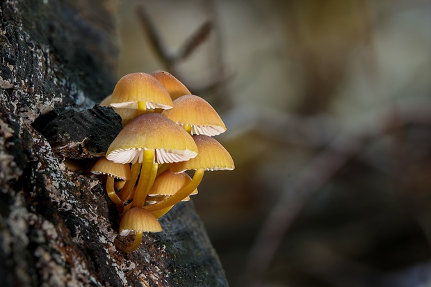 prilbička žltohlúbiková Mycena renati Quél.