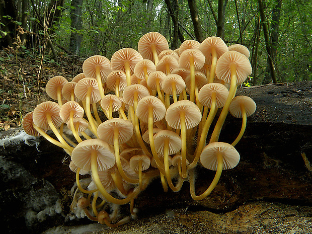 prilbička žltohlúbiková Mycena renati Quél.