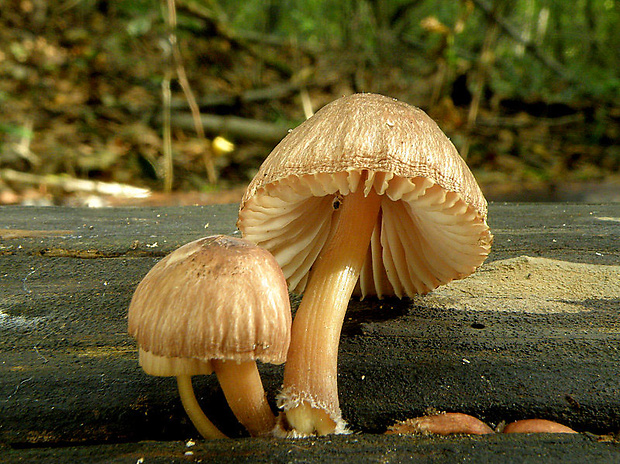 prilbička žltohlúbiková Mycena renati Quél.