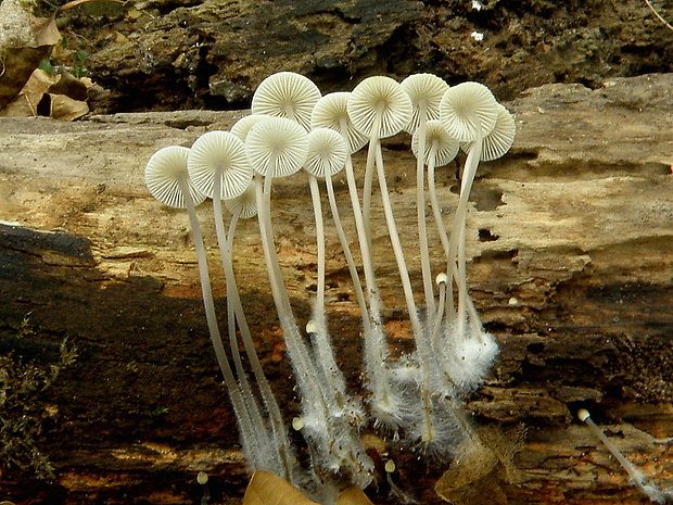 prilbička Mycena sp.