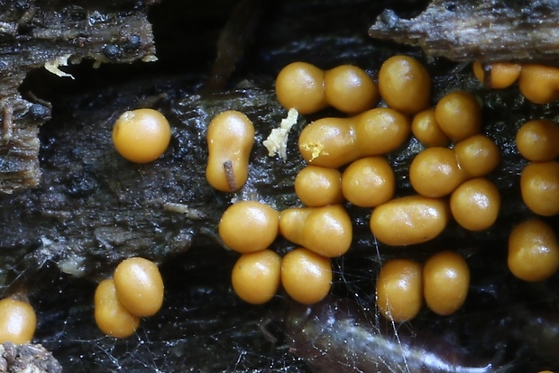 slizovka Myxomycetes