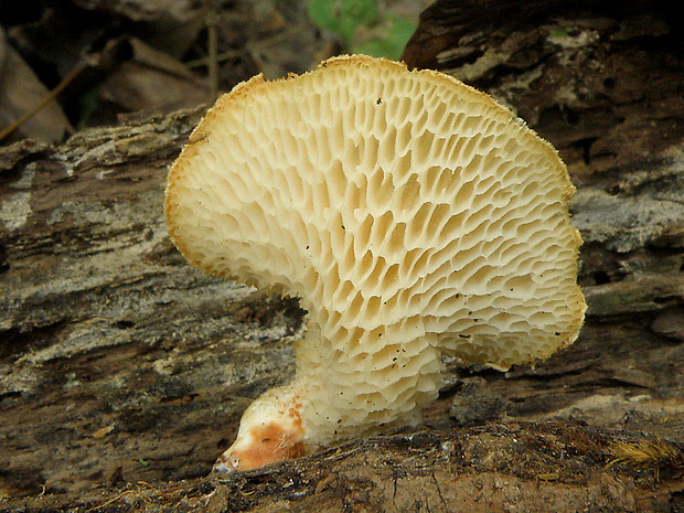 trúdnik veľkopórový Neofavolus alveolaris (DC.) Sotome & T. Hatt.