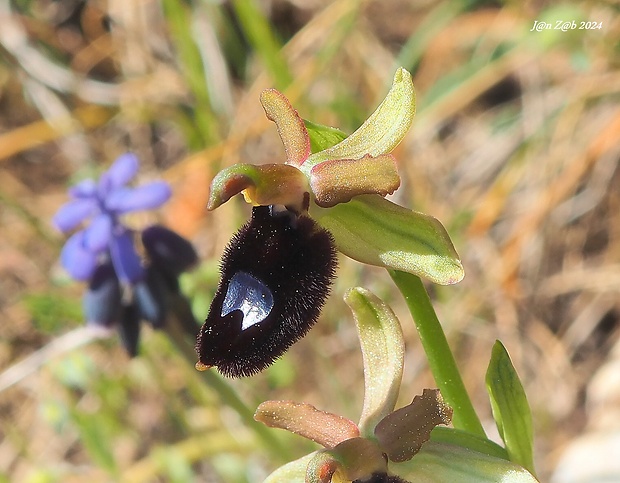 hmyzovník Ophrys bertoloniformis O. Danesch et E. Danesch