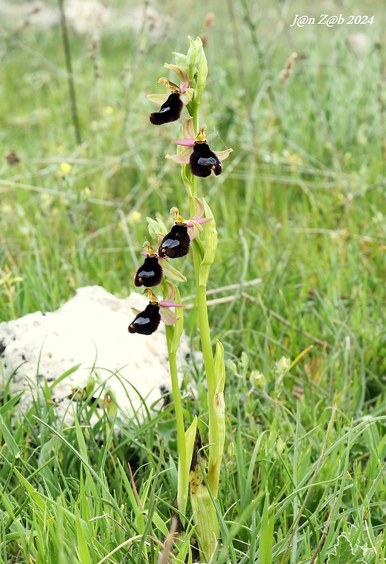 hmyzovník Ophrys bertolonii subsp. bertoloniiformis (O.Danesch & E.Danesch) H.Sund.