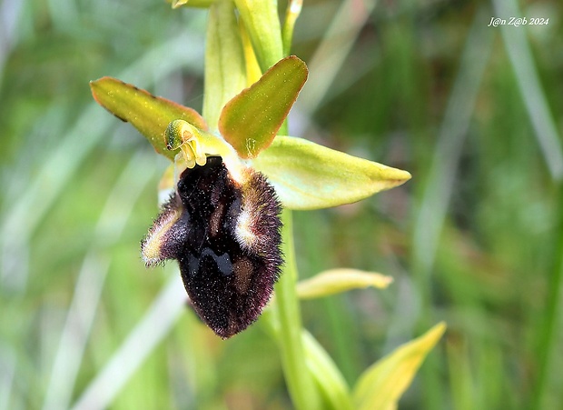 hmyzovník Ophrys promontorii O. & E. Danesch