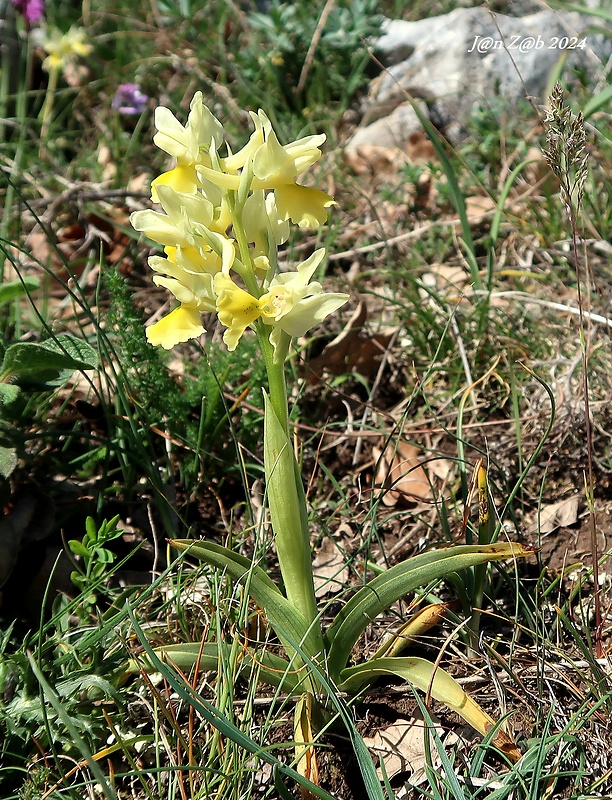 vstavač Orchis pauciflora Ten.