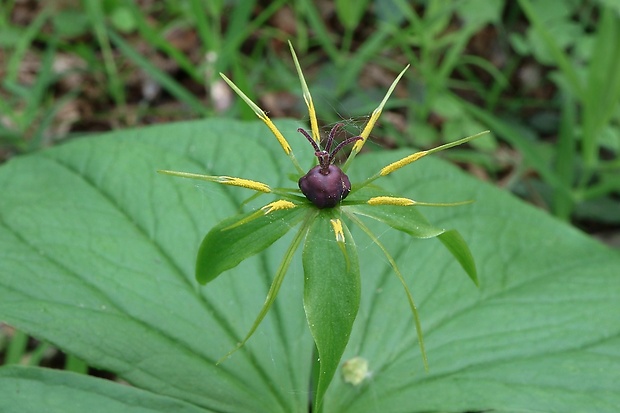 vranovec štvorlistý Paris quadrifolia L.