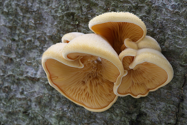 hlivník hniezdovitý Phyllotopsis nidulans (Pers.) Singer