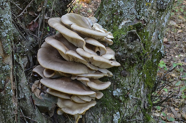 hliva ustricovitá Pleurotus ostreatus (Jacq.) P. Kumm.