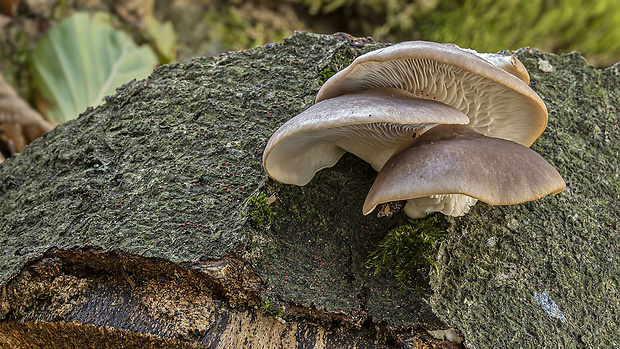 hliva ustricovitá Pleurotus ostreatus (Jacq.) P. Kumm.