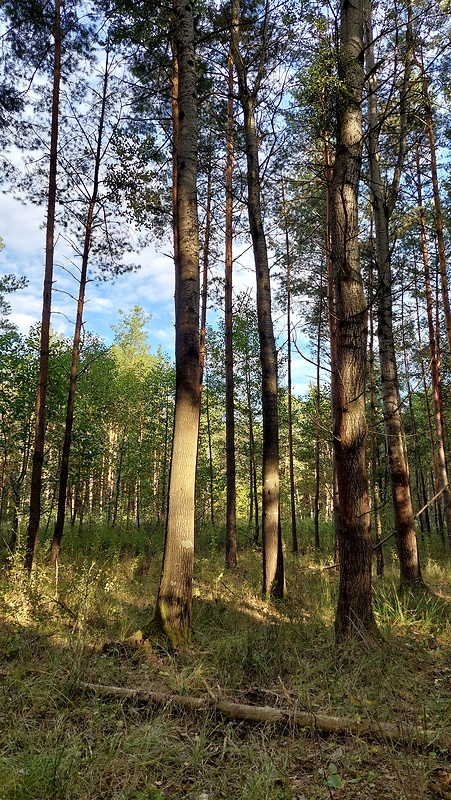 štítovka šarlátová habitat Pluteus aurantiorugosus (Trog) Sacc.