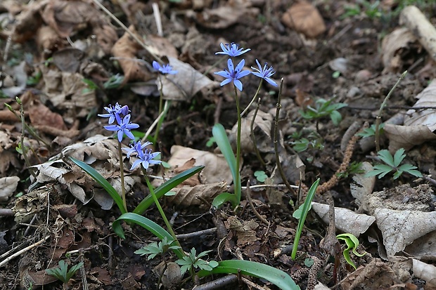 scila karpatská Scilla kladnii Schur